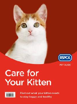 Care for your Kitten