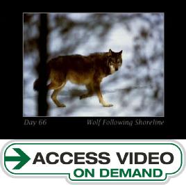 "Chased By The Light"