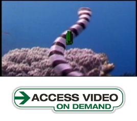 "The Ocean in Peril"