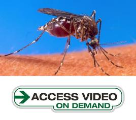 "Genetically Modified Mosquitoes Could Reduce Illness"