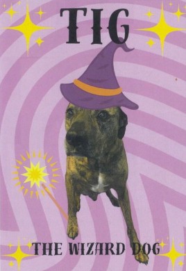 Tig the Wizard Dog